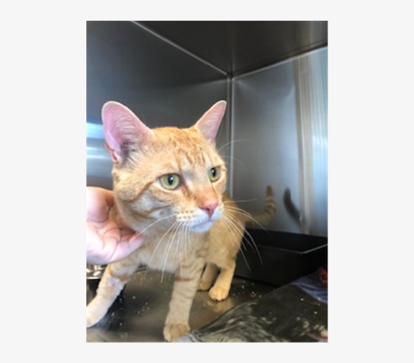 Photo Of Castiel - Domestic Short-haired Cat, transparent png download