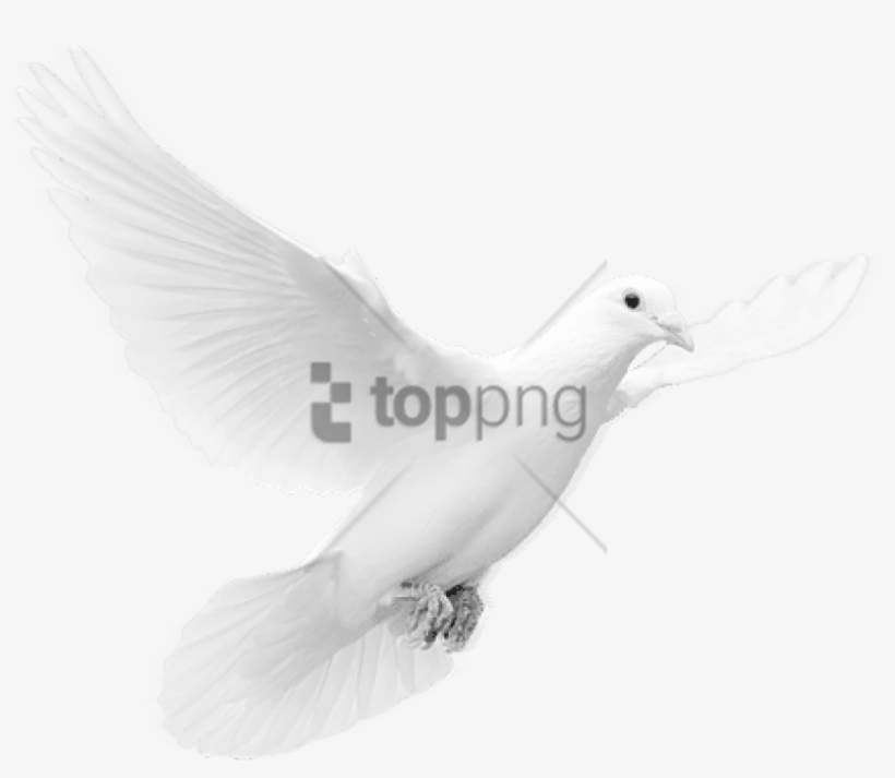 Free Png Download Dove Png Images Background Png Images - White Doves, transparent png download