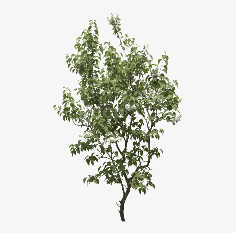 Free Png Tree Png Images Transparent - Gufic Biosciences Ltd Navsari Products, transparent png download