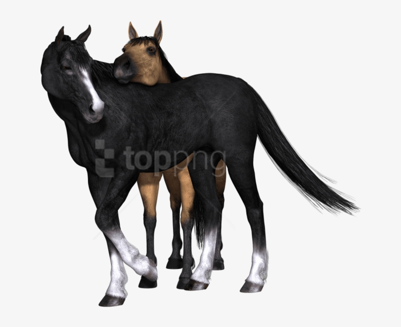 Free Png Download Horses Black Horse Looking Back Png - Caballos Png Sin Fondo, transparent png download