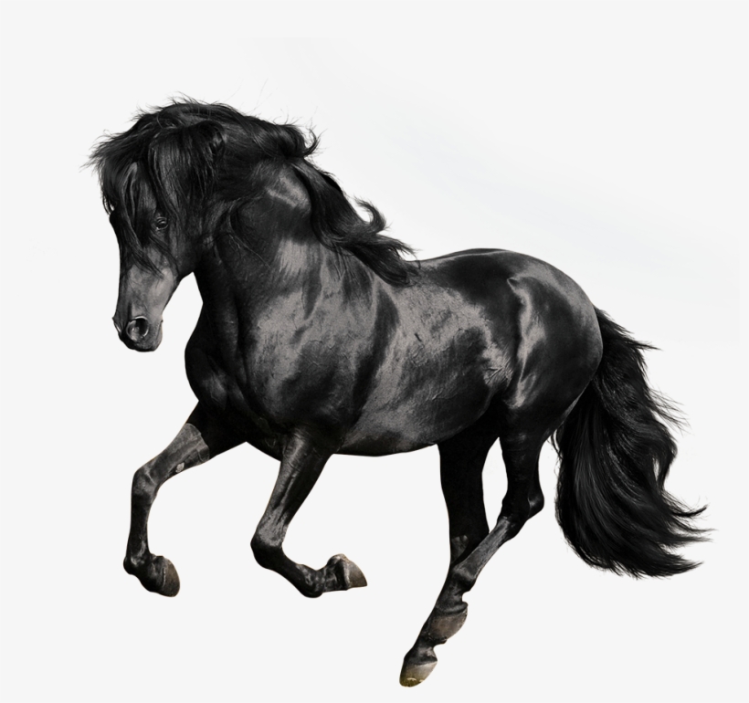 Andalusian American Quarter Arabian Gallop Stallion - Black Horse White Background, transparent png download