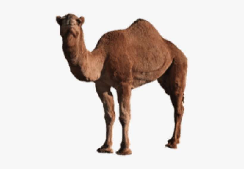 Free Png Camel Png Images Transparent - Dromedary Camel Png, transparent png download