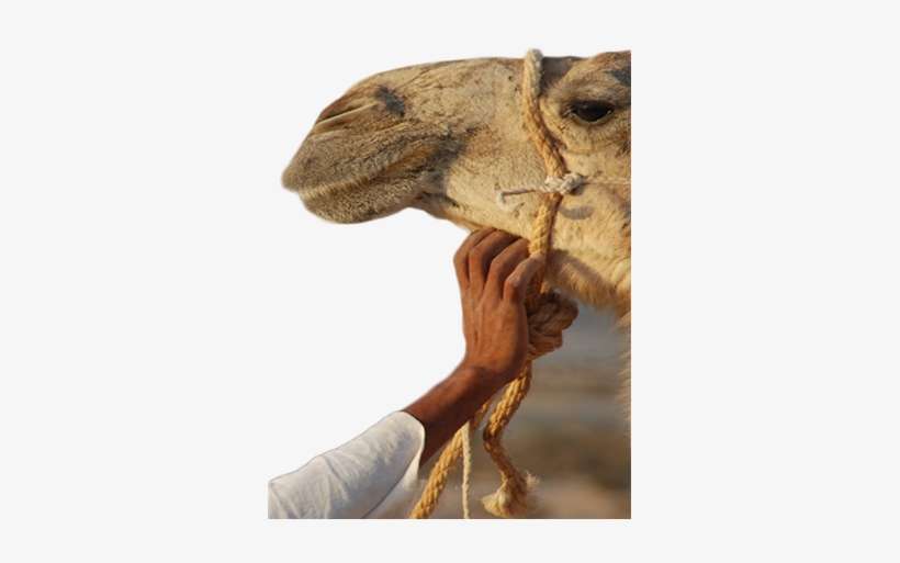 The Vehicles And The Camels Are Insured In Accordance - Arabian Camel, transparent png download