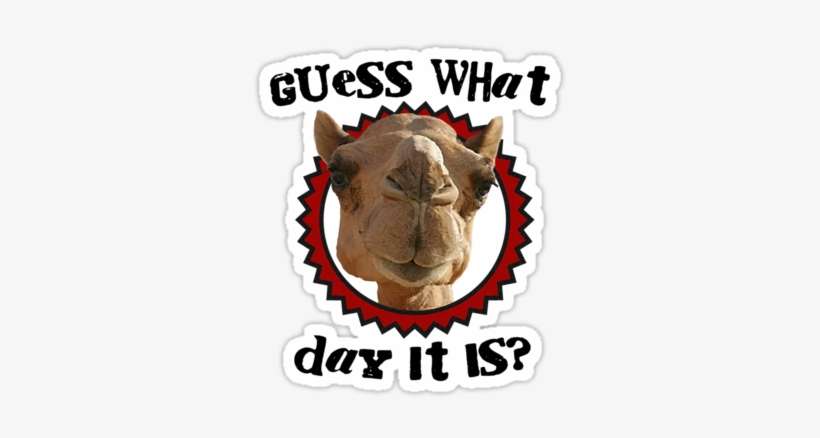 Related - Wednesday Camel, transparent png download