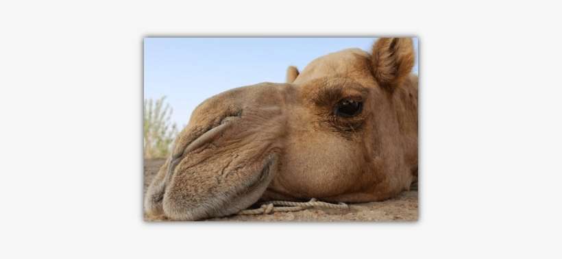 Camel Photo - Arabian Camel, transparent png download