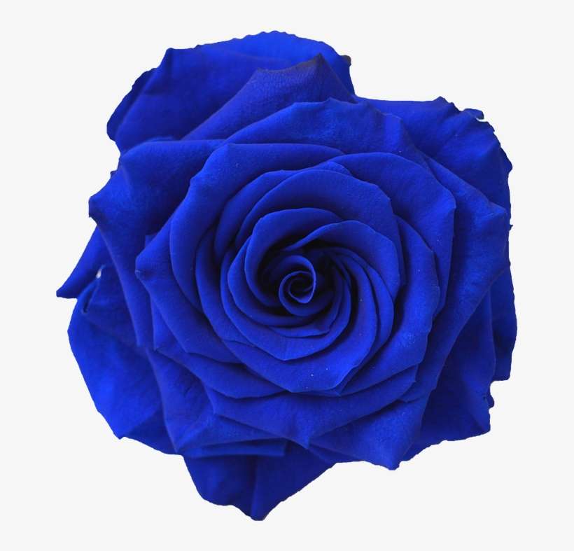 Blue Rose Flower Navy Blue Clip Art - Navy Blue Rose Png, transparent png download