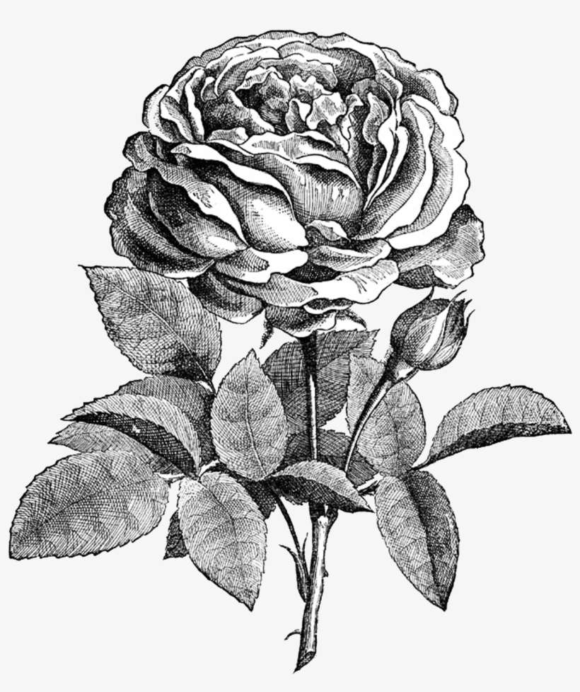 Free Digital Stamp Vintage Rose - Vintage Rose Black And White, transparent png download