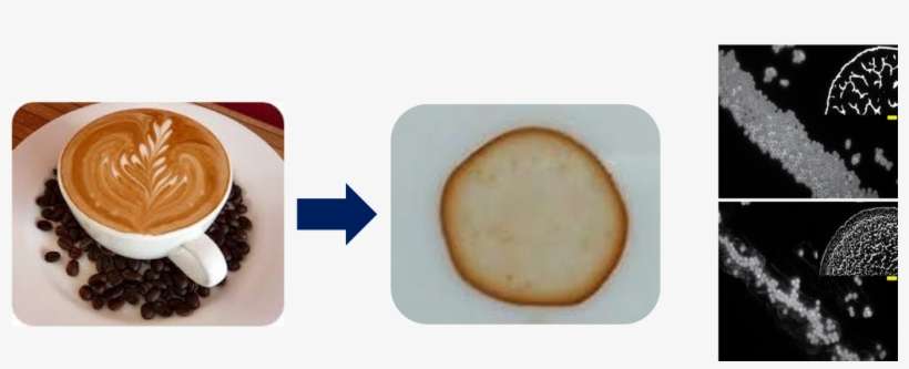 Controlling The 'coffee Ring Effect' To Design Coatings, - Tache De Café, transparent png download