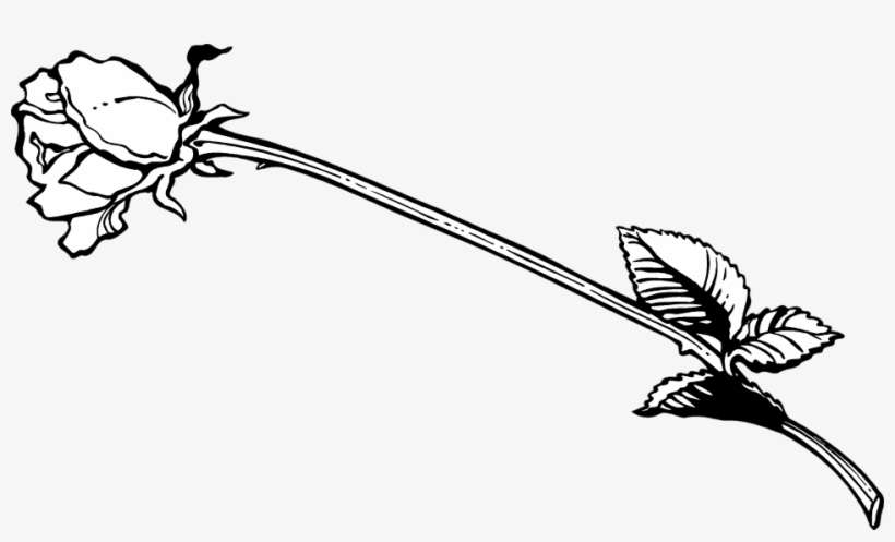 Banner Freeuse Library Free Stock Photo Illustration - Black And White Long Stem Rose, transparent png download