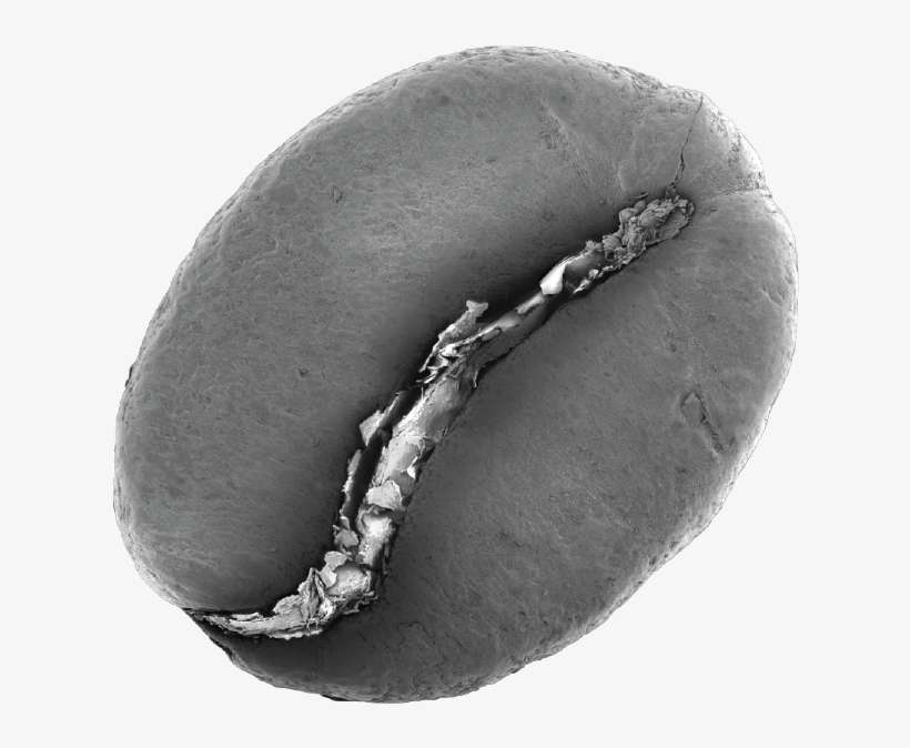 Electron Microsope Bean - Calabaza, transparent png download