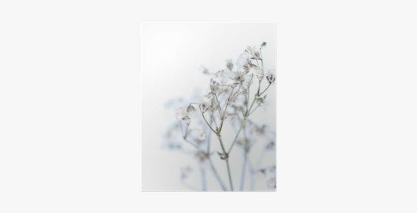 Baby's-breath, transparent png download