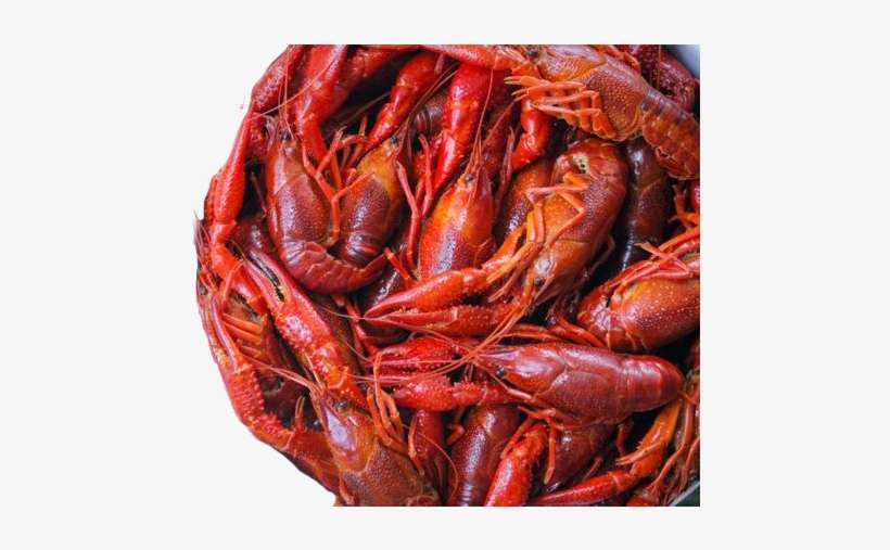 Crawfish Pacifastacus Leniusculus - Seafood Boil, transparent png download