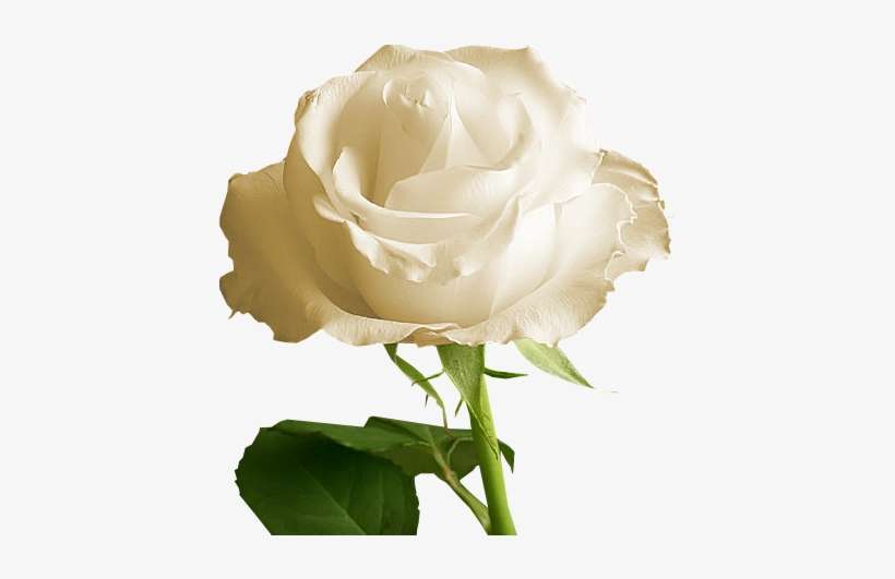 Black And White Engagement Clipart Free Download Clip - Clip Art, transparent png download