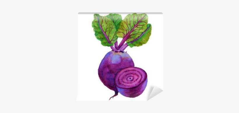 Beets With Leaves - Watercolor Painting, transparent png download