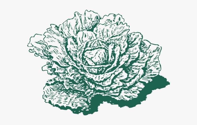 Free Vector Dutch Cabbage Clip Art - Vegetable Draw Png, transparent png download
