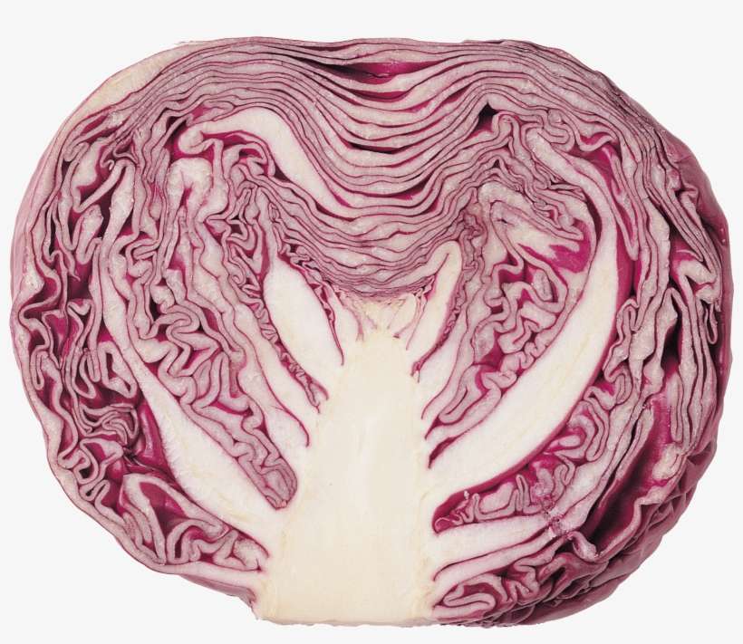 Cabbage Red - Purple Vegetable Clipart Png, transparent png download