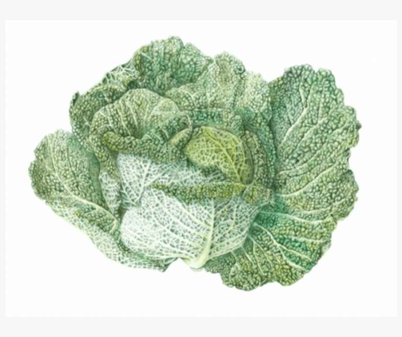 Broccoli, transparent png download