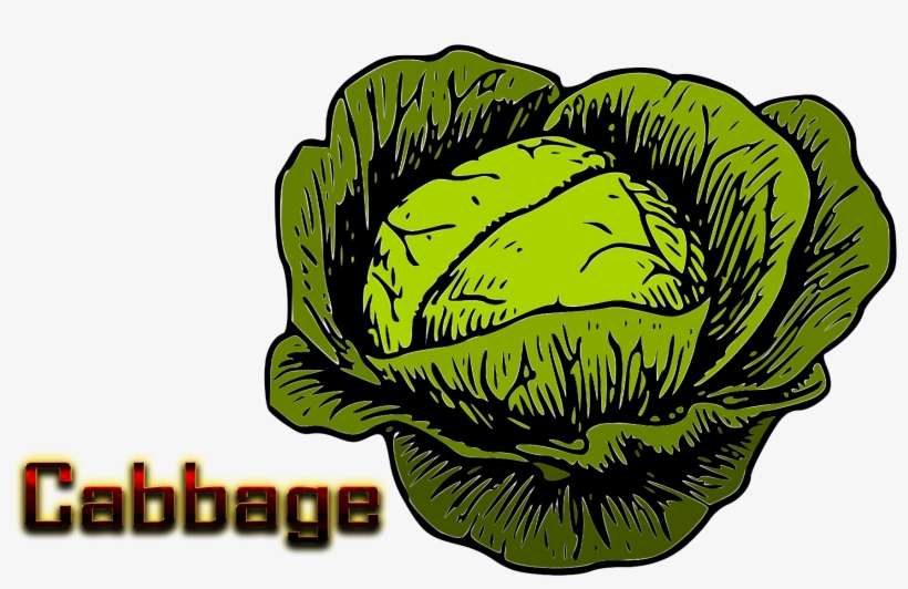 Cabbage Clipart, transparent png download