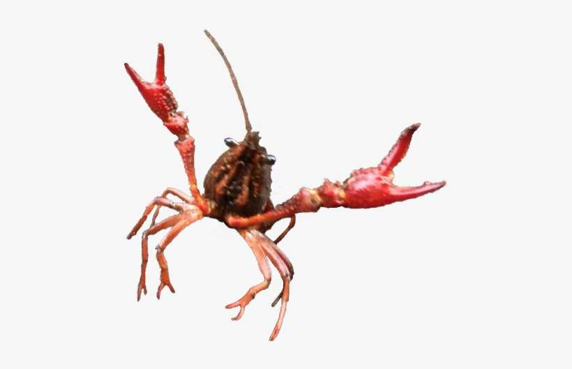 [ Img] - American Lobster, transparent png download