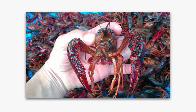 Seafood Boil, transparent png download