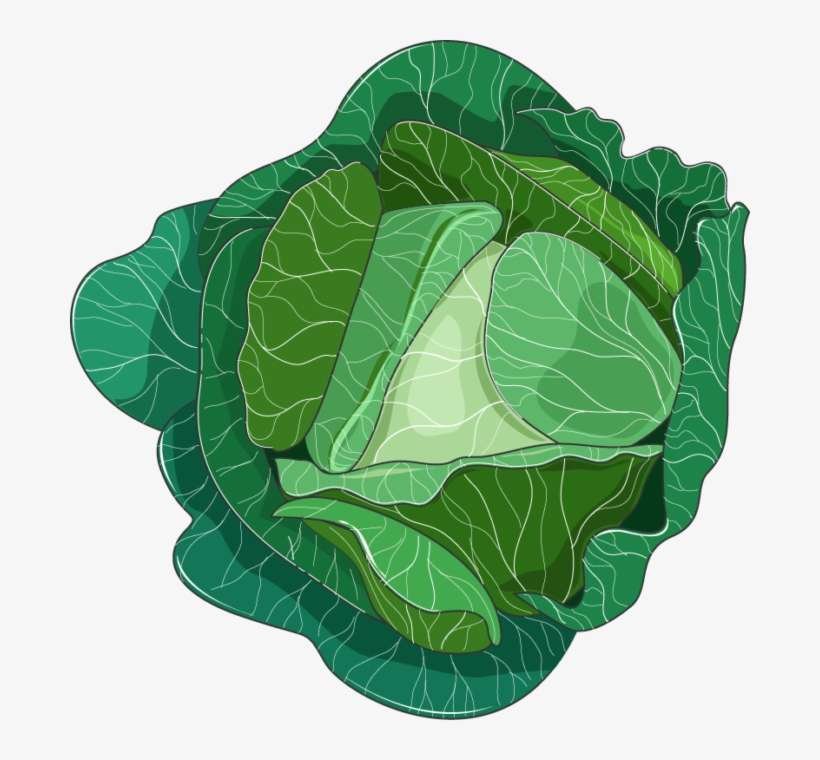 Cabbage - Collard Greens, transparent png download