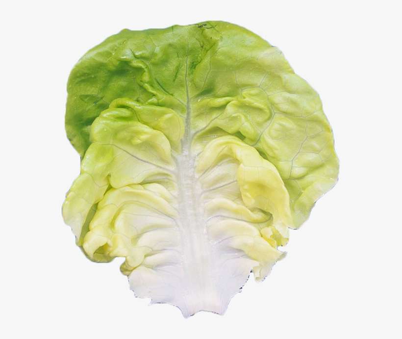 Romaine Lettuce Leaf Vegetable - Vegetable, transparent png download