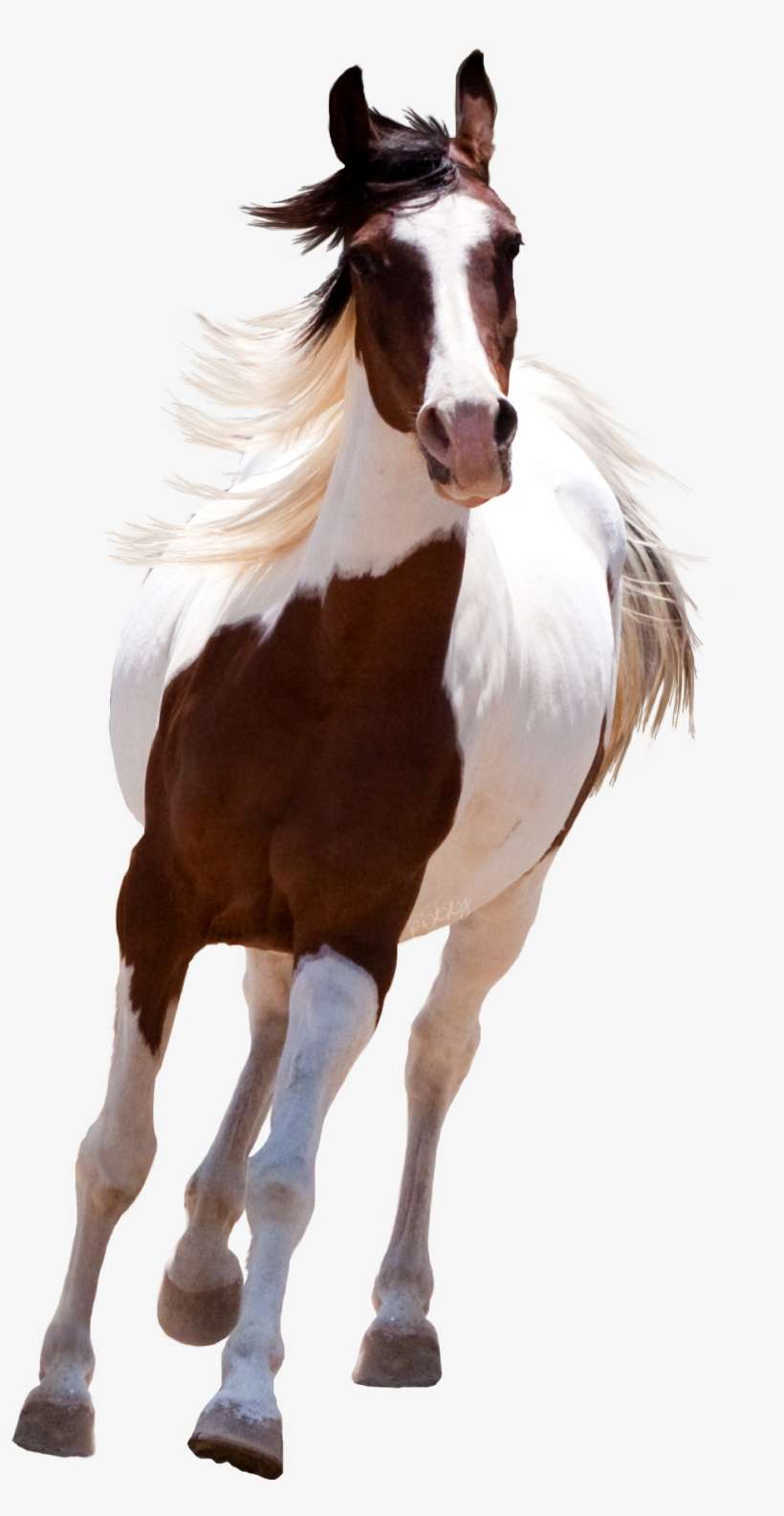 Running Png R No Ci Pinterest Pictures - Horse Run Png, transparent png download
