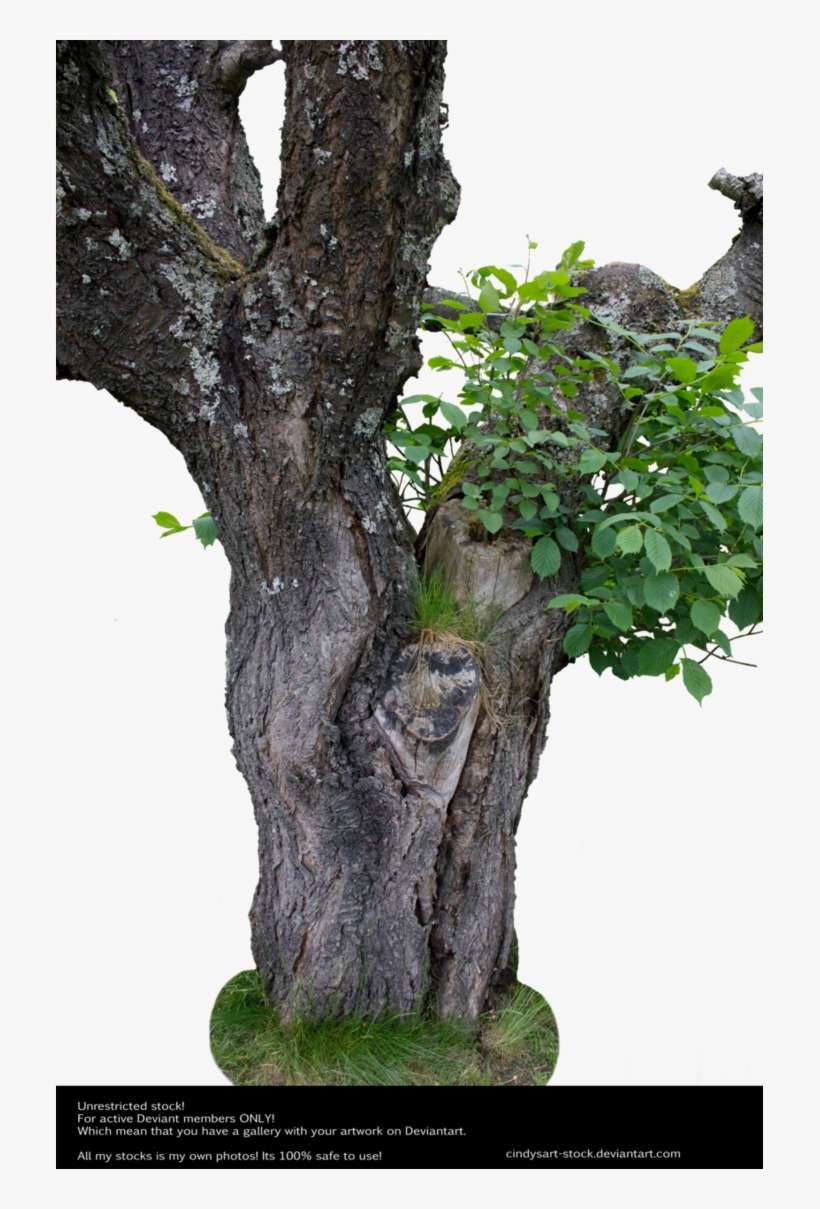 Old Tree By Cindysart Stock By Cindysart Stock - Green Leaf By Cindysart, transparent png download