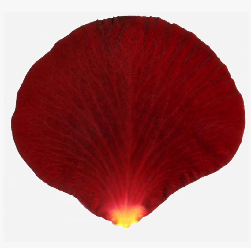 Go To Image - Petal, transparent png download