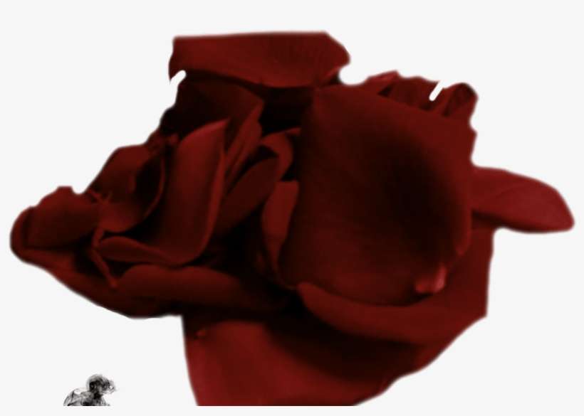 Rose Petal Png 2 Vampstock By Vampstock On Deviantart - Portable Network Graphics, transparent png download