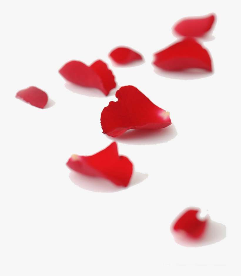 The Gallery For > Falling Petals Falling Red Rose Petals - Thirteen Petalled Rose By Adin Steinsaltz, transparent png download