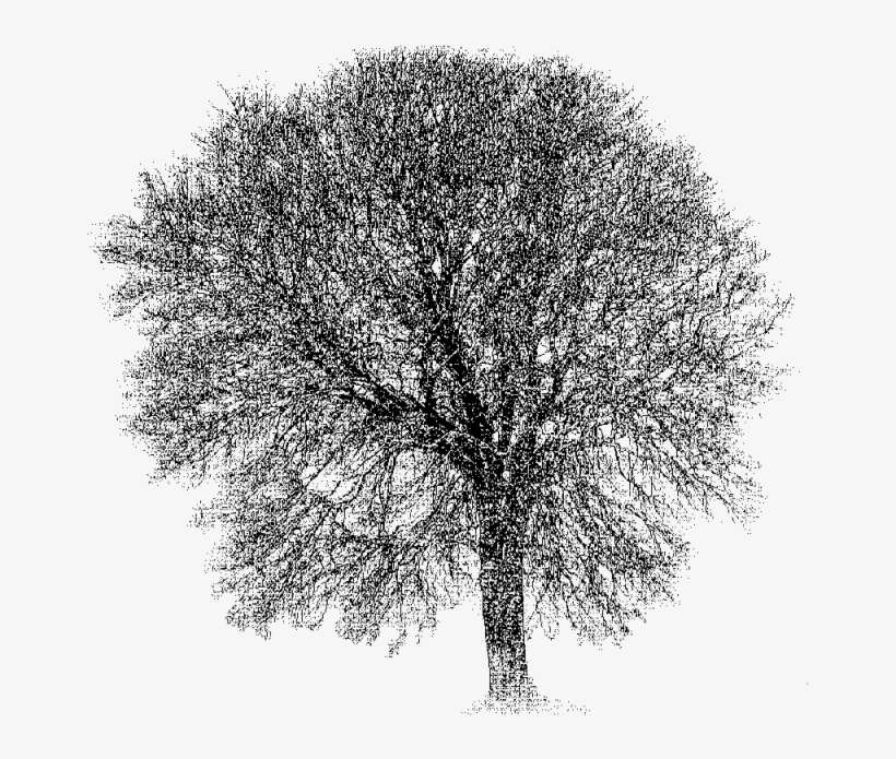 This Tree Is Approximately 100 Years Old - Bayesian Net Free Software, transparent png download