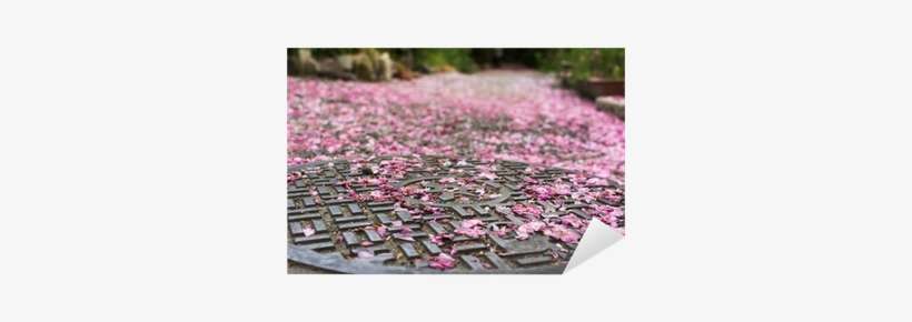 Falling Cherry Blossom Petals On The Sewer Lid - Sewerage, transparent png download