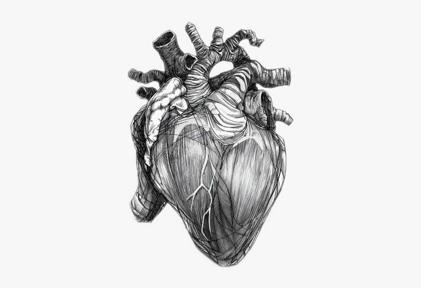 Report Abuse - Heart Drawings, transparent png download