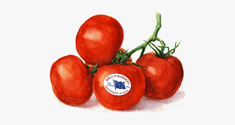 Tomatoes - - Cherry Tomatoes, transparent png download