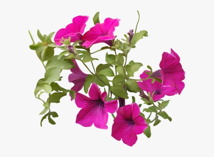 Petunia Png Clipart - Petunia Png Transparent, transparent png download
