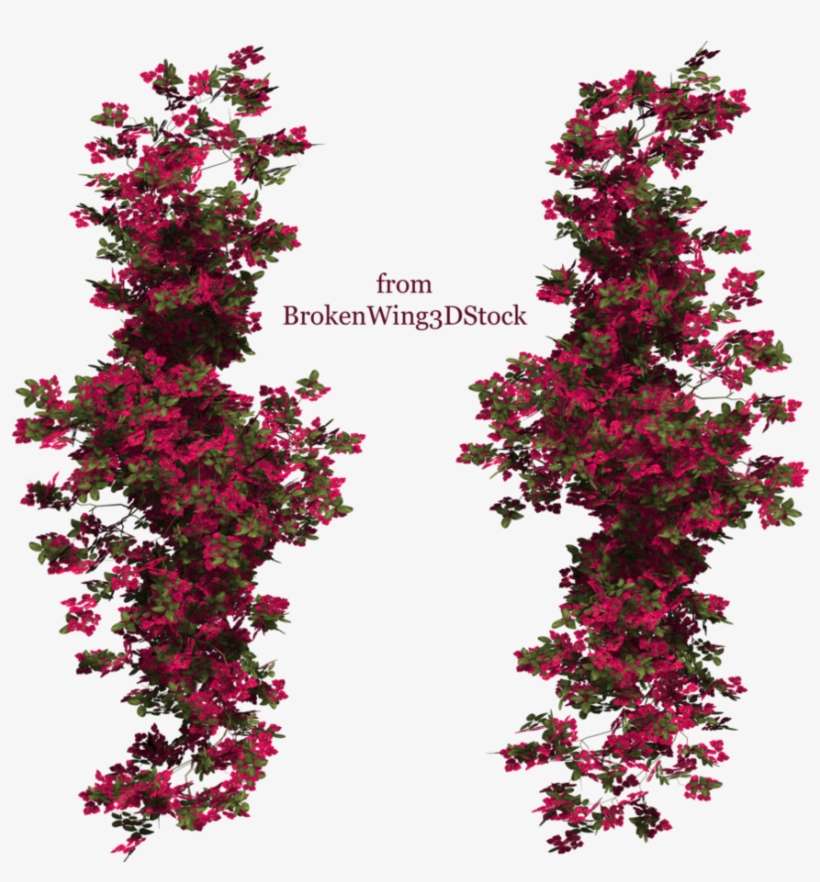 Bougainvillea 03 By Brokenwing3dstock On Deviantart - Climbing Flower Png, transparent png download