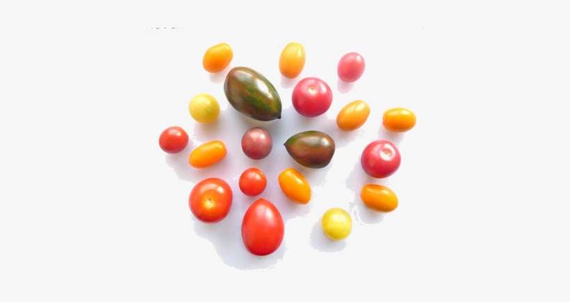 Tomatoes From The Jungles Of Holland - Tomato, transparent png download