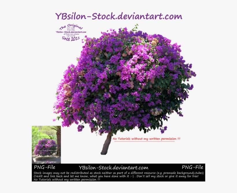 Bougainvillea By Ybsilon Stock By Ybsilon Stock - Bougainvillea, transparent png download