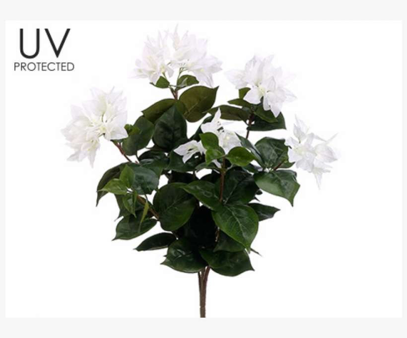 21" Uv Protected Bougainvillea Bush X7 White - Silksareforever 21" Uv-resistant Outdoor Artificial, transparent png download