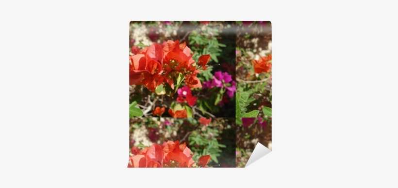Bougainvillea, transparent png download