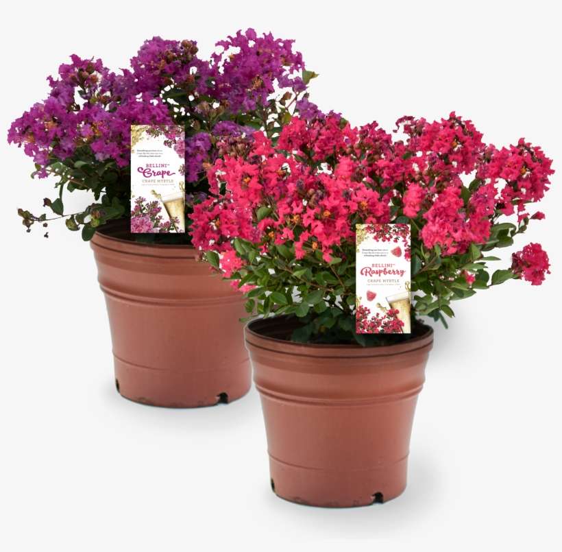 Earlier Flowering On A Refreshing Compact Shrub Make - Flowerpot, transparent png download