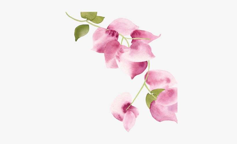 Bougainvillea, transparent png download