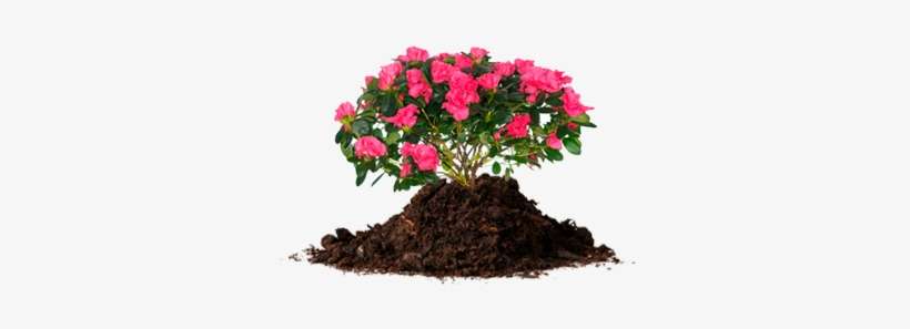 African Violets, Azalea - Dirt And Other Stories, transparent png download