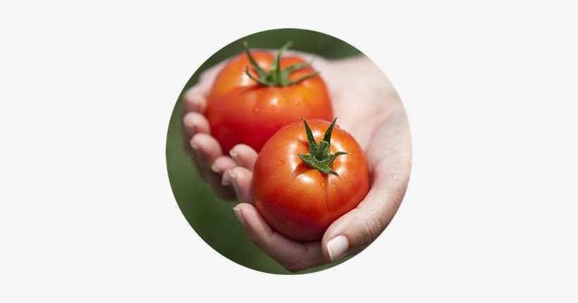 Plum Tomato, transparent png download