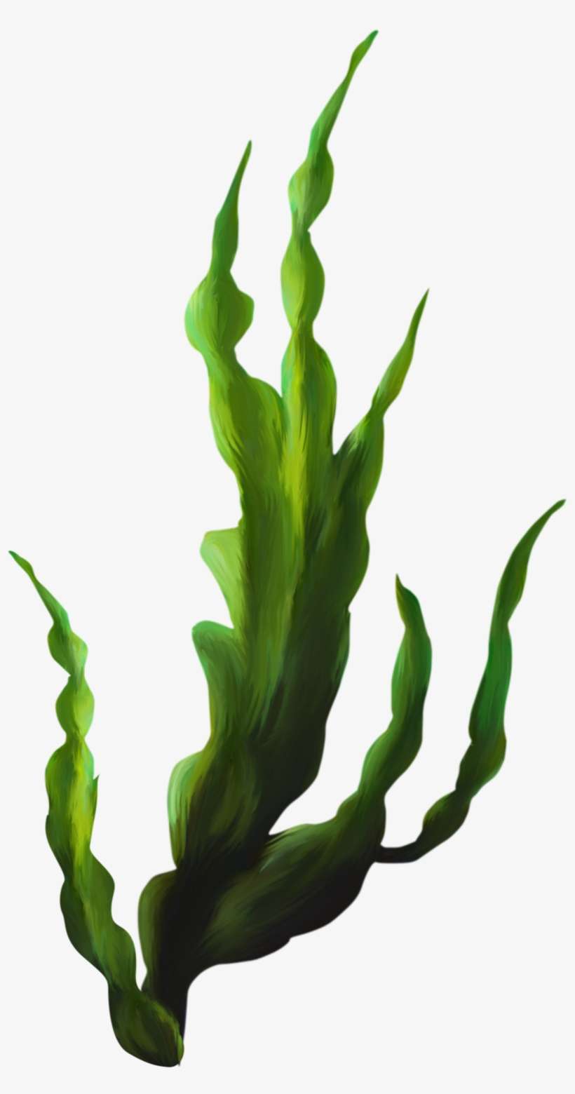 Seaweed Png Transparent, transparent png download