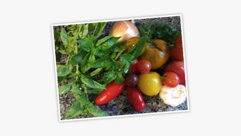 Tomatoes - Tomato, transparent png download