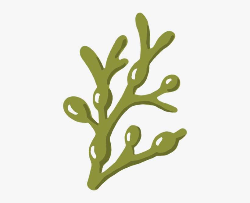 Kelpgreen - Portable Network Graphics, transparent png download