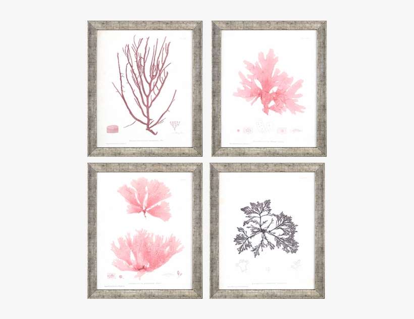 Seaweed Iv Pk/4 - Giclee Painting: Bradbury's Laurencia Caespitosa, 16x12in., transparent png download