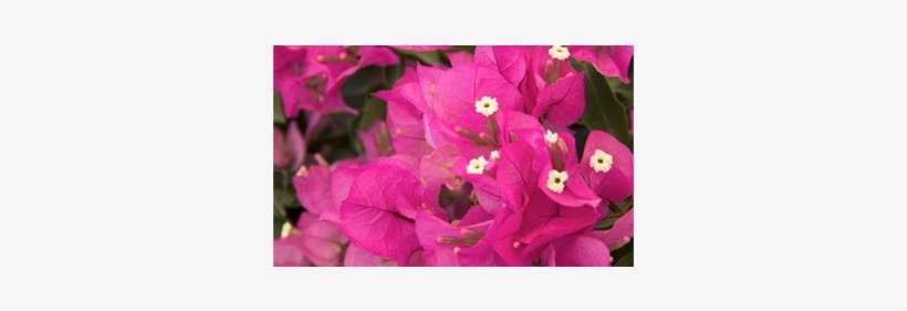Bougainvillea Texas Dawn, transparent png download
